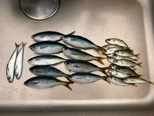 サバの釣果