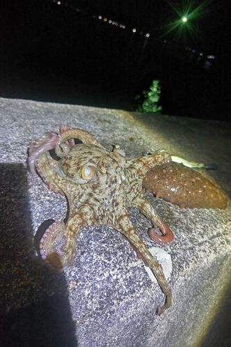 マダコの釣果