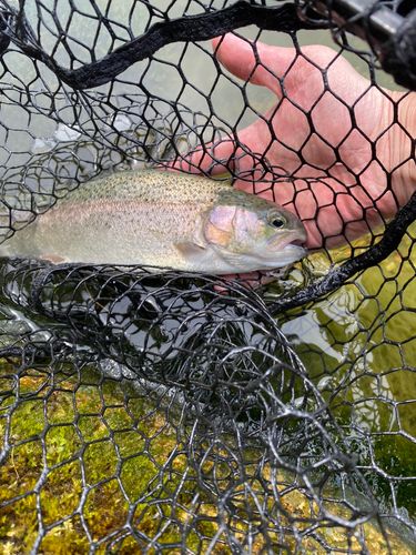 ニジマスの釣果