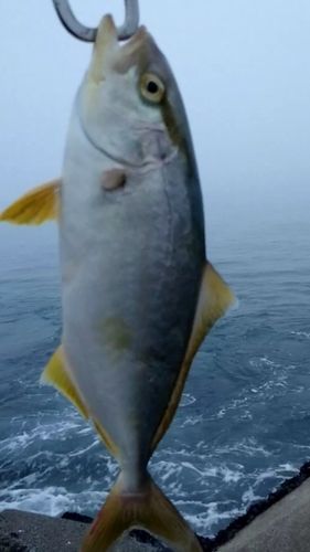 カンパチの釣果