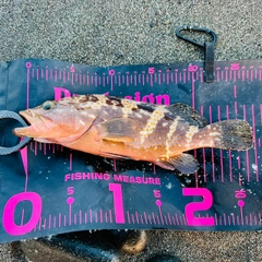 キジハタの釣果