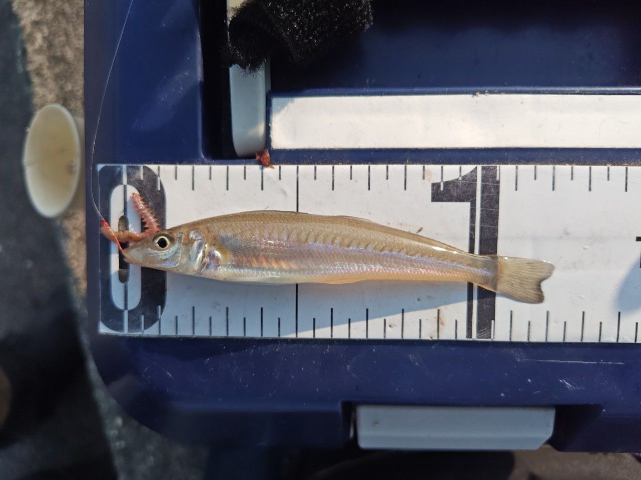 DAIWA 21エメラルダス X ボート 65MLS-Sの最安値・インプレ・釣果
