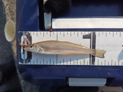 シロギスの釣果