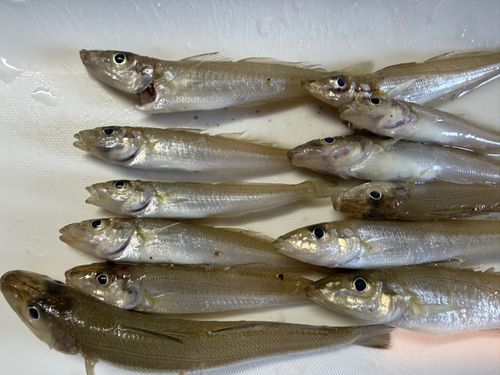キスの釣果