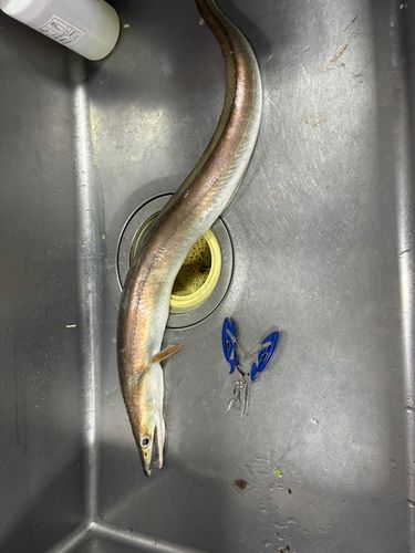 ハモの釣果