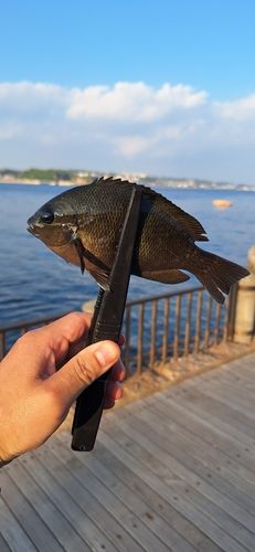 メジナの釣果