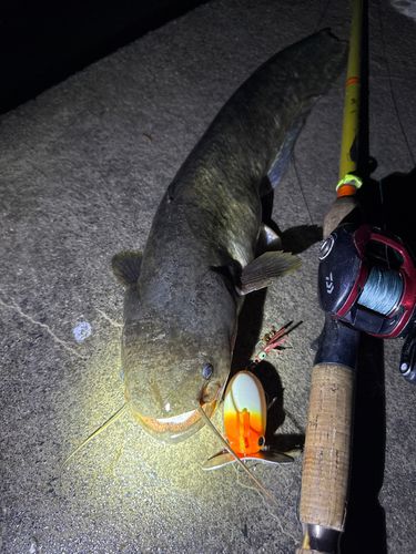 ナマズの釣果