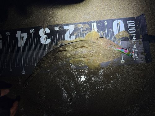マゴチの釣果