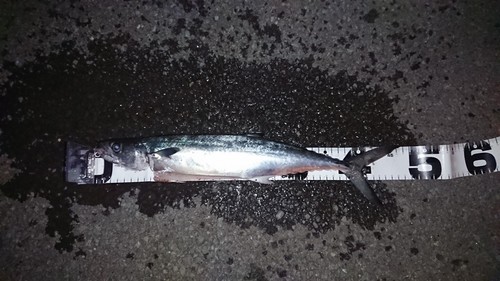 サゴシの釣果