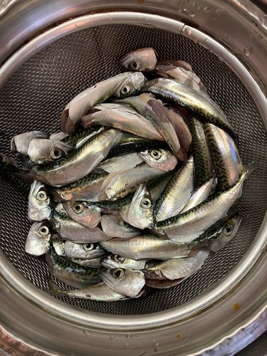 サバの釣果