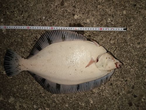 クロガシラガレイの釣果