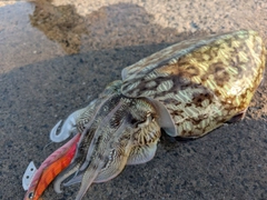 モンゴウイカの釣果