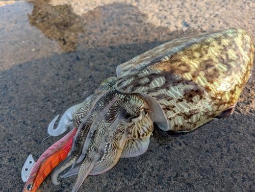モンゴウイカの釣果