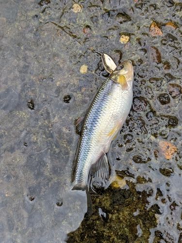 カワムツの釣果