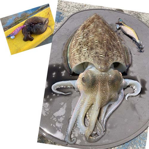 モンゴウイカの釣果