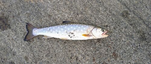 アメマスの釣果