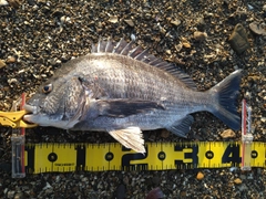 チヌの釣果