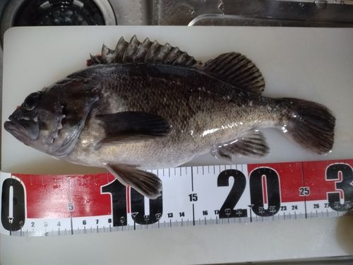 クロソイの釣果
