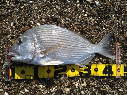 ヘダイの釣果