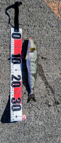 ホッケの釣果