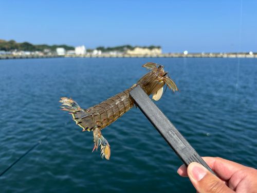シャコの釣果
