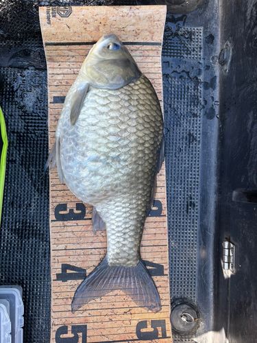 ヘラブナの釣果