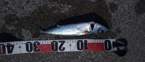 サバの釣果
