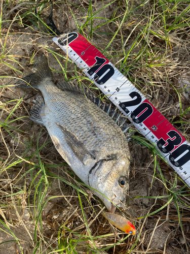 ミナミクロダイの釣果
