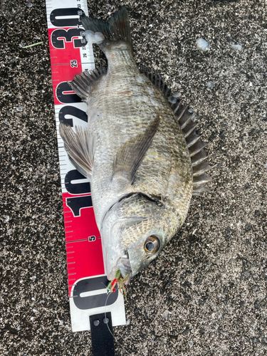 ミナミクロダイの釣果