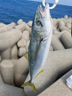 イナダの釣果