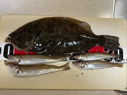 ヒラメの釣果