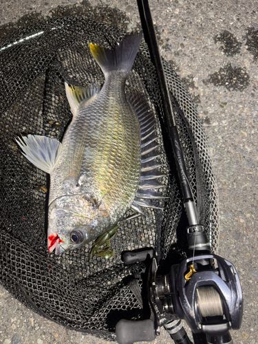 キビレの釣果
