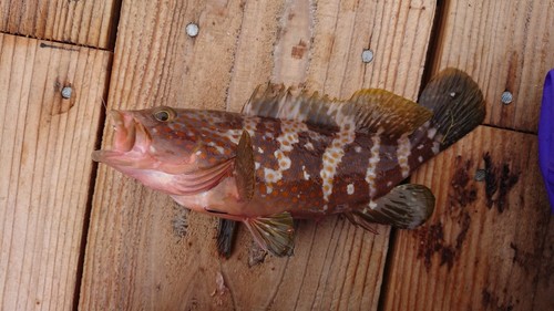 アコウの釣果