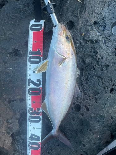 カンパチの釣果