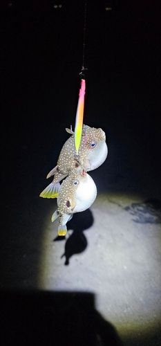 クサフグの釣果