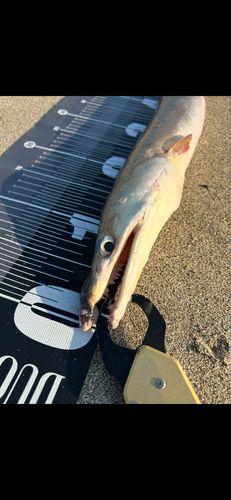 ハモの釣果