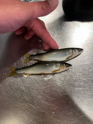 アユの釣果