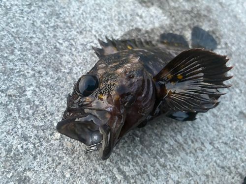 オウゴンムラソイの釣果