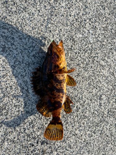 カサゴの釣果
