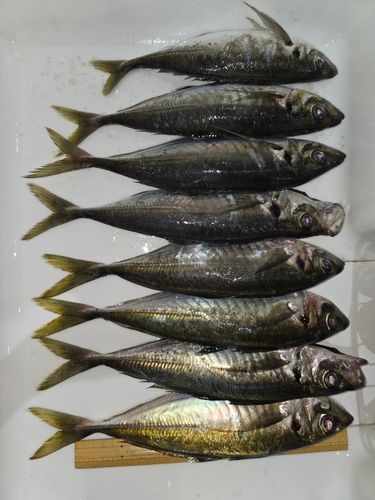 アジの釣果