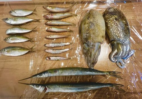 アジの釣果