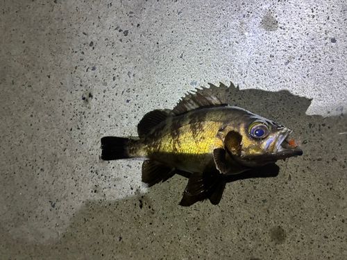 メバルの釣果