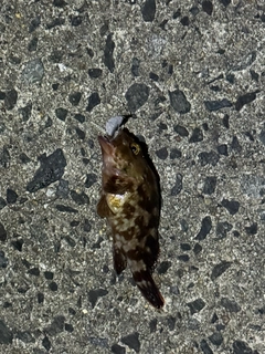 カサゴの釣果