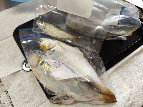 コノシロの釣果