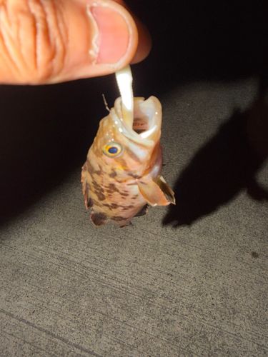メバルの釣果