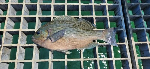 グレの釣果