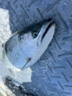 サクラマスの釣果