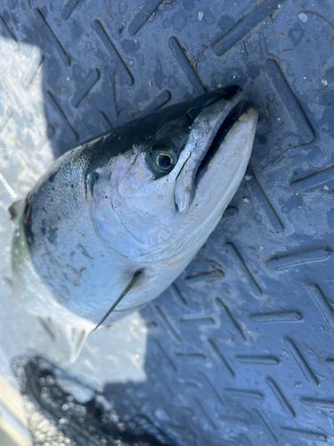 サクラマスの釣果