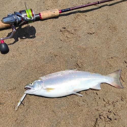 サツキマスの釣果