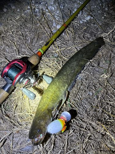 ナマズの釣果